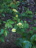 1-72-1Hugonis rose photo