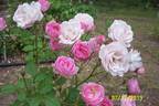 Mrs. R.M. Finch rose photo