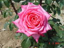 Kraljica Marija rose photo