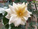Yellow Sweetheart, Cl. rose photo