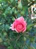 Baby Darling, Cl. rose photo