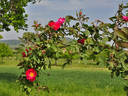 Parkfeuer rose photo