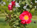 Parkfeuer rose photo