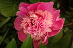 Madame Furtado peony photo