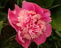 Madame Furtado peony photo