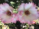 Ellen Willmott rose photo