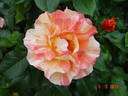 Sorbet Fruité ® Cl. rose photo