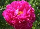 Armandine Mechin peony photo