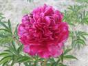 Armani peony photo