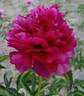 Armani peony photo