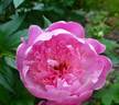 Barbara peony photo