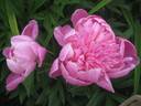 Barbara peony photo
