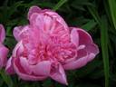 Barbara peony photo