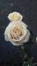 Arahina rose photo