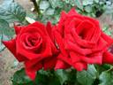 Joyeux Anniversaire rose photo