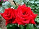 Joyeux Anniversaire rose photo