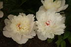 Grandiflora nivea plena peony photo
