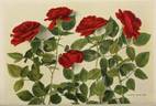 General MacArthur rose photo