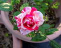 Tickles rose photo