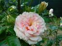 Proteus Anguinus Rose rose photo
