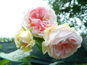 Proteus Anguinus Rose rose photo