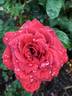 Smoky rose photo