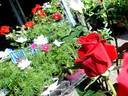 Joyeux Anniversaire rose photo