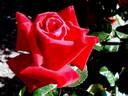 Joyeux Anniversaire rose photo