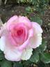 Sweet Beauty rose photo