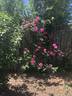 Pink Don Juan rose photo