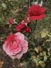 Polonaise rose photo