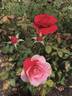 Polonaise rose photo