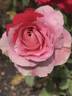 Polonaise rose photo