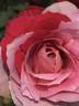 Polonaise rose photo