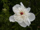 Immaculée peony photo