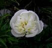 Immaculée peony photo