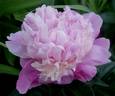 Lady Anna peony photo