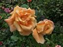 Butterscotch rose photo
