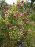 Catherine Guillot rose photo