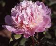 Marie Crousse peony photo