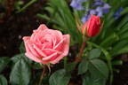 Giggles rose photo