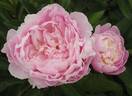 Kaub peony photo