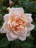 Bridesmaid rose photo