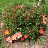 Oso Easy Hot Paprika rose photo