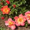 Oso Easy Hot Paprika rose photo