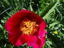 J. C. Weguelin peony photo