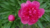 Rosea Plena peony photo