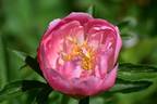 Pink Hawaiian Coral peony photo