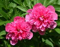 Officinalis Rosea Plena peony photo