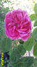 Bullata rose photo